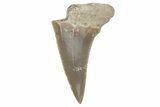 Fossil Ginsu Shark (Cretoxyrhina) Tooth - Kansas #219140-1